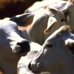 Facturación para Pequeños Ganaderos