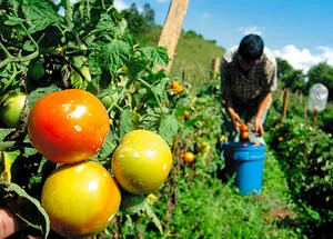 devolucion iva agropecuarios
